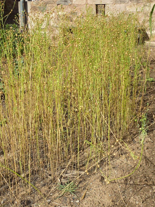 Flachs 2